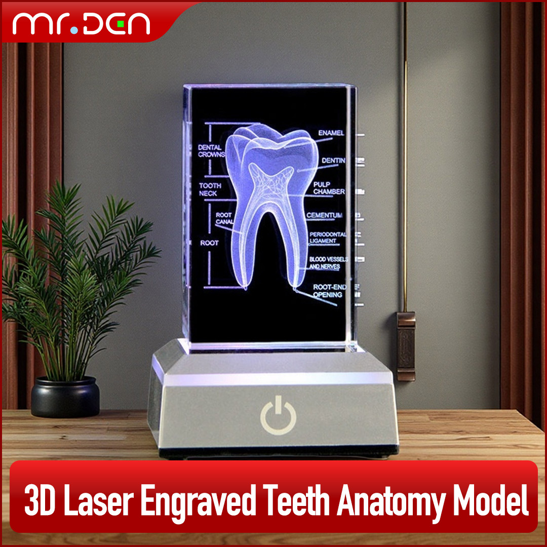 Paper Weight Crystal - Tandheelkundige 3D Laser Gegraveerde Menselijk Skelet